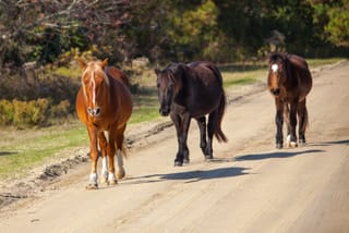Three Horses (1 of 1)