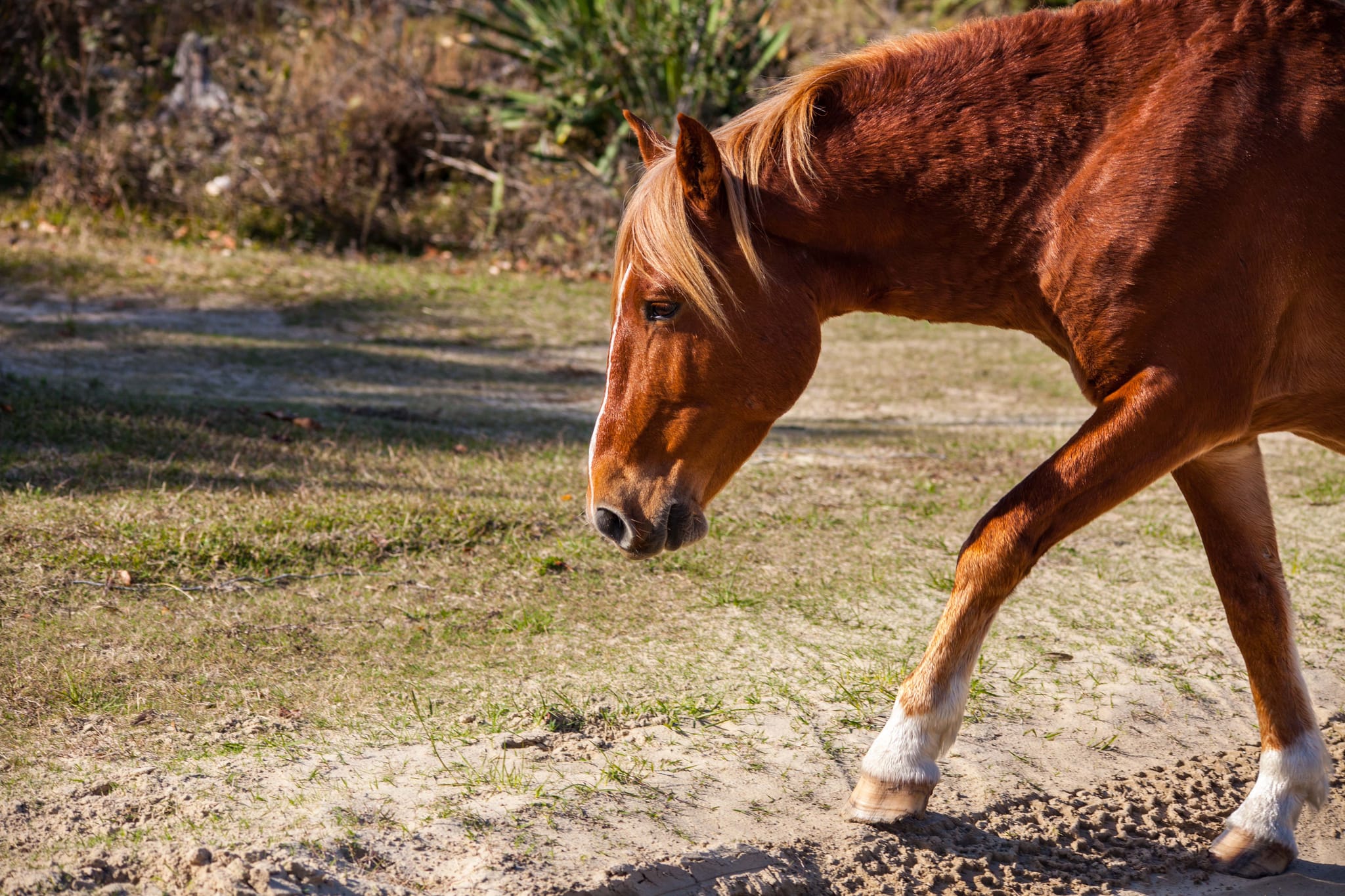 Wild Horse (1 of 1)