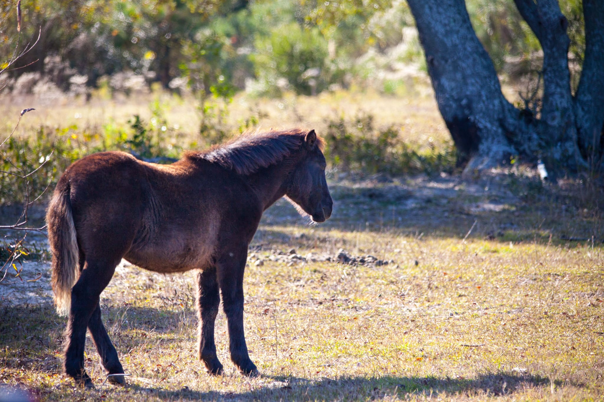 Yearling (1 of 1)