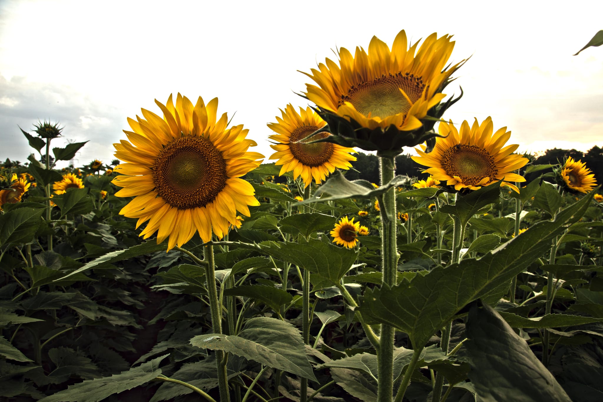 Sunflower against sunset