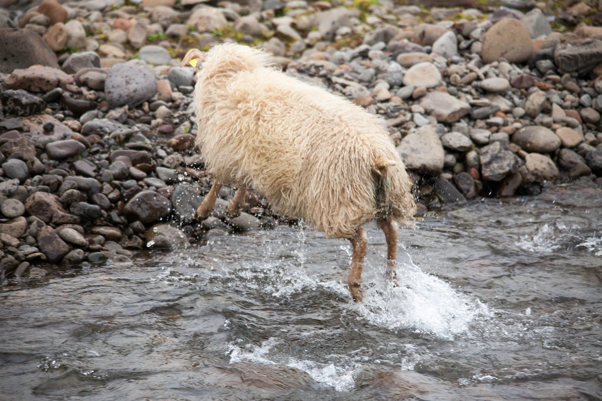 Flying Sheep 1-0314