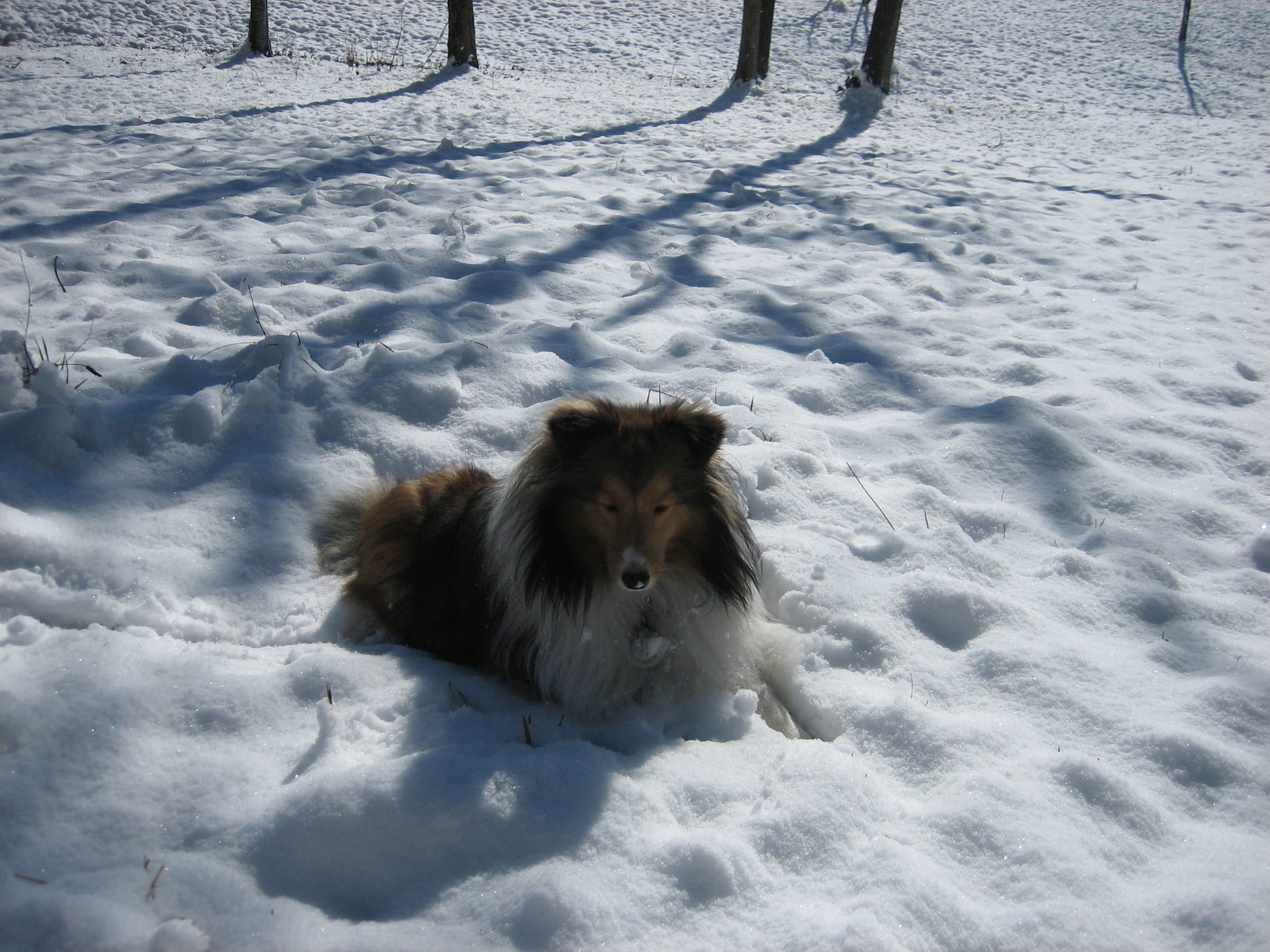 February snow 08 026
