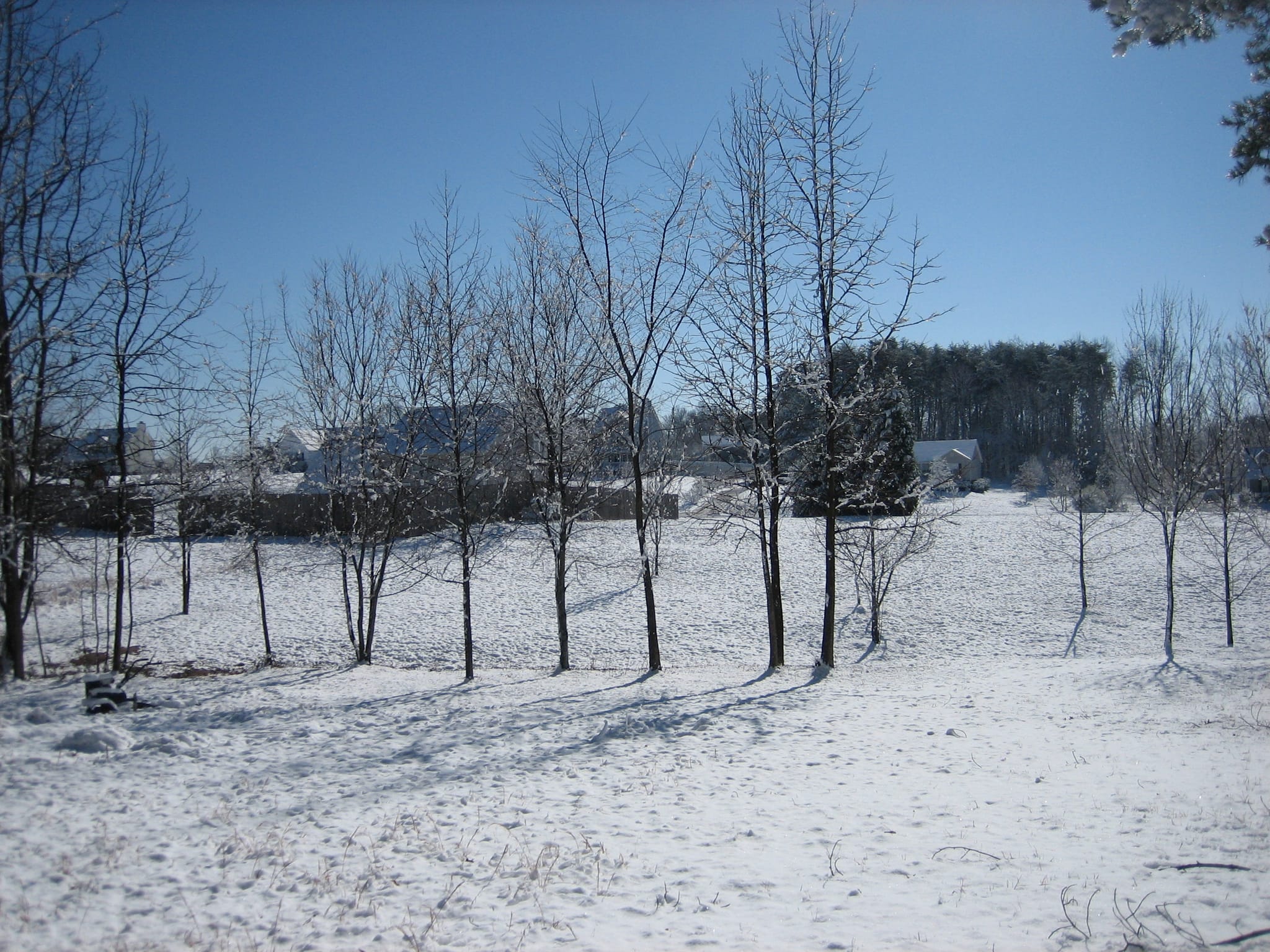 February snow 08 018