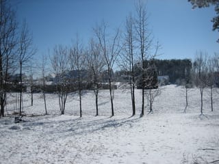 February snow 08 018