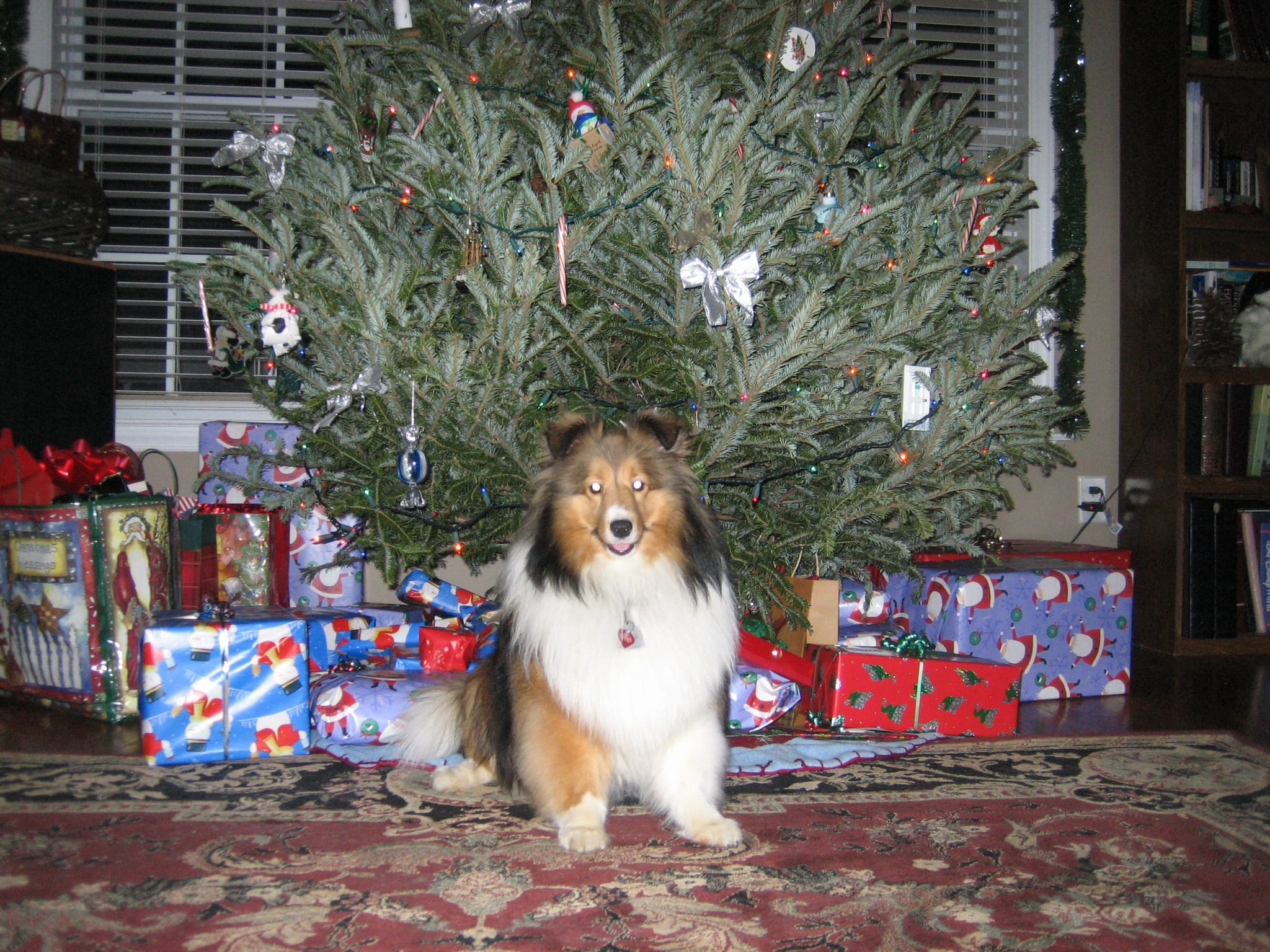 Doggie pics 067