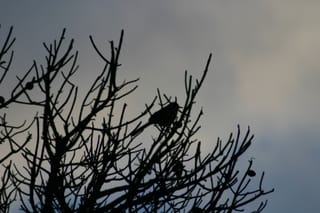 Silhouetted bird in a tree