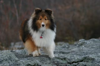 Roxy hiking on Table Rock in Linville Gorge
