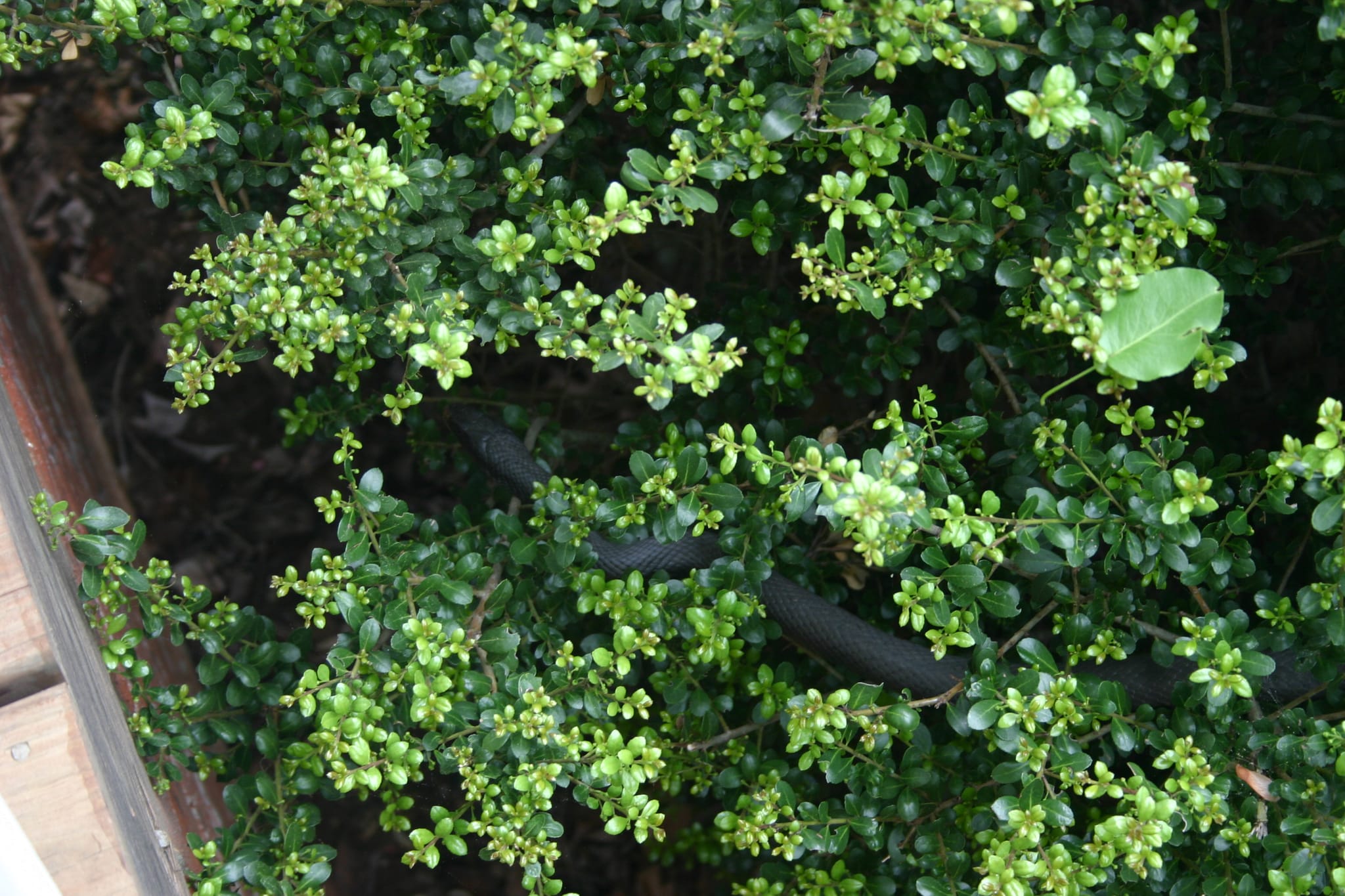 Snake in the bush
