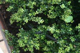 Snake in the bush