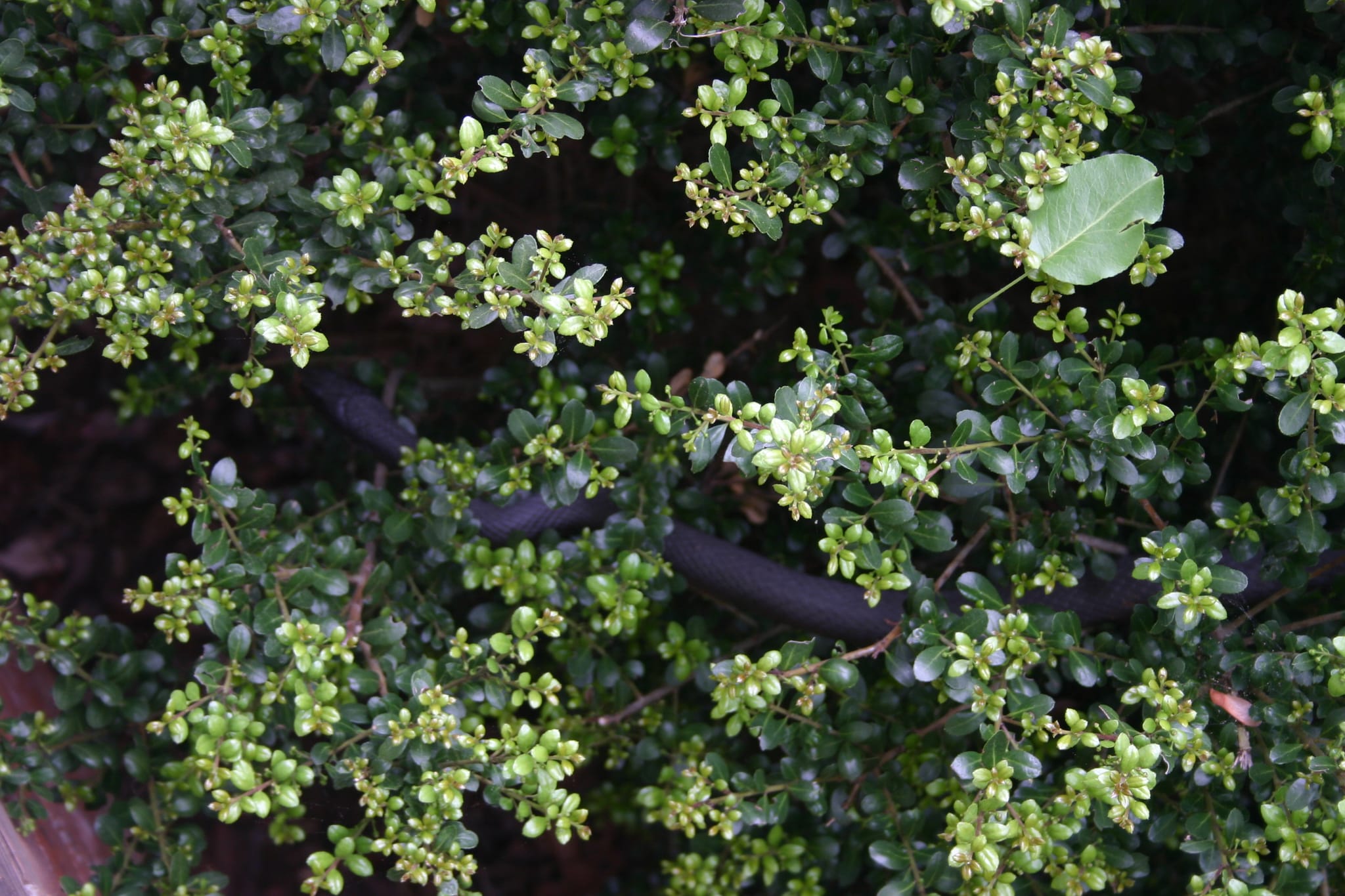 Snake in the bush