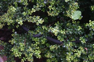 Snake in the bush
