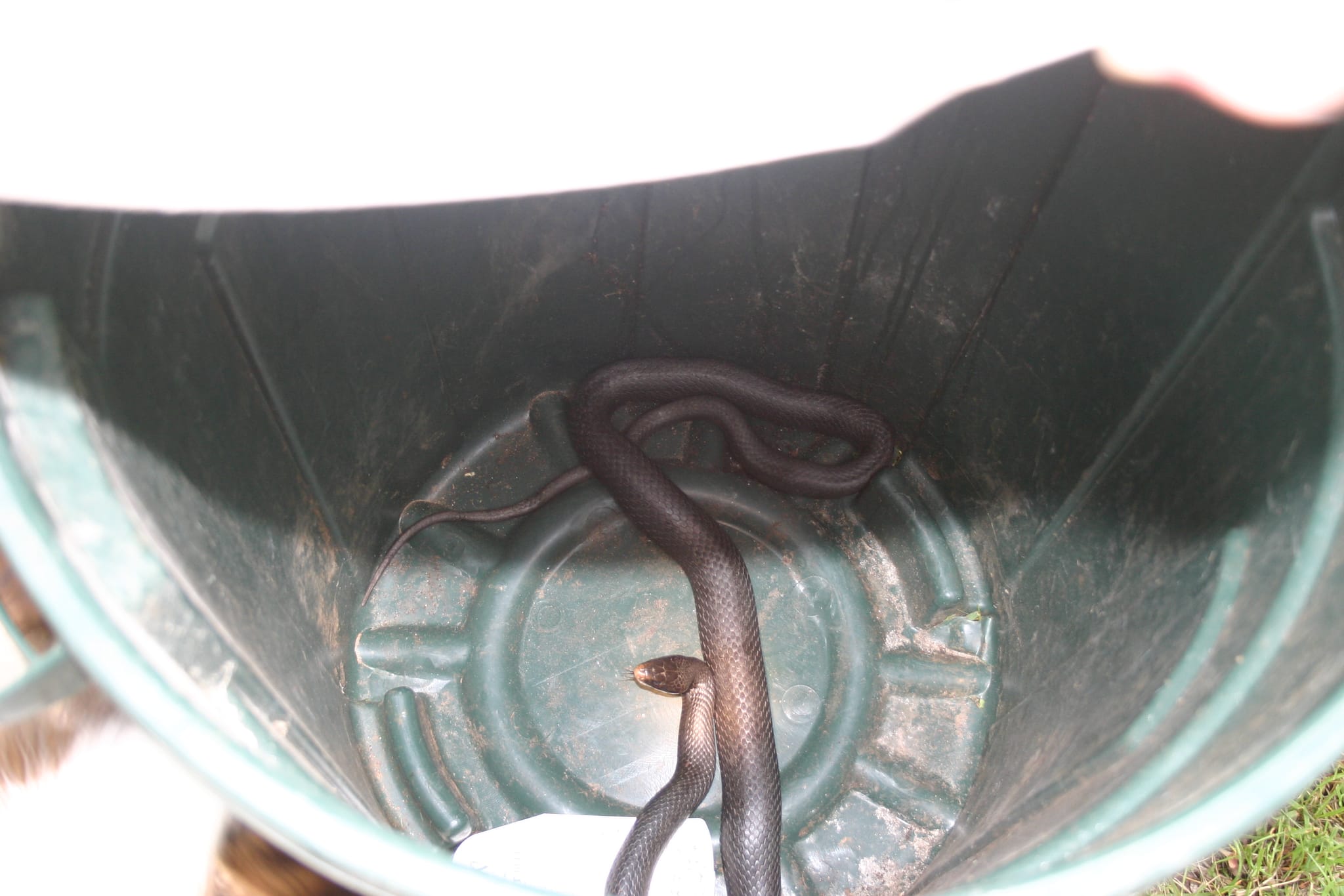 Snake!