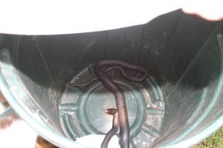 Snake!