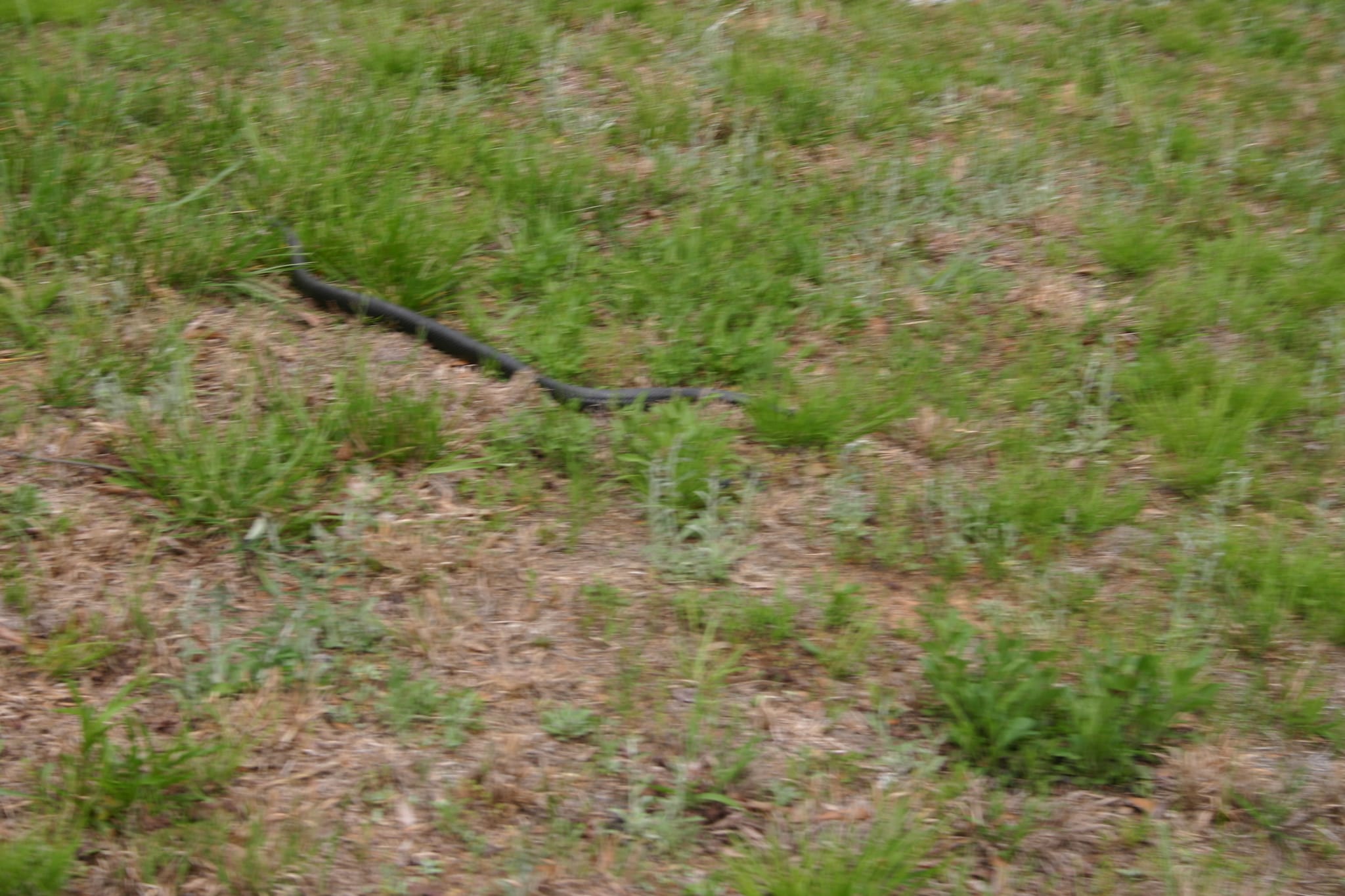 Snake