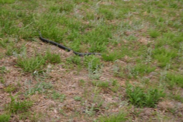 Snake