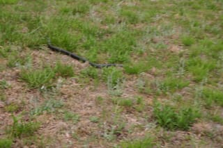Snake