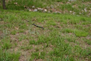Snake
