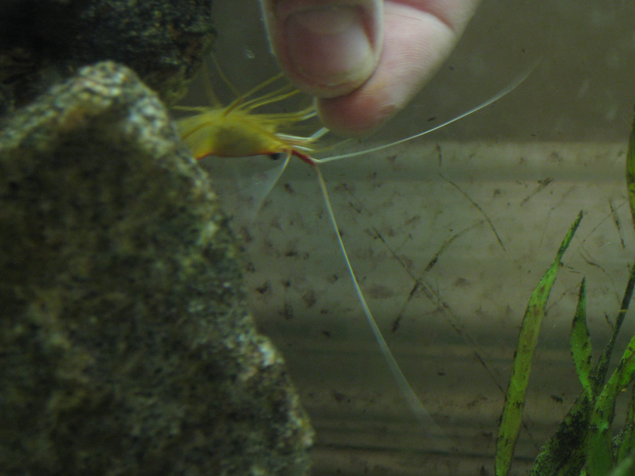 Shrimp Cuticle Cleaning