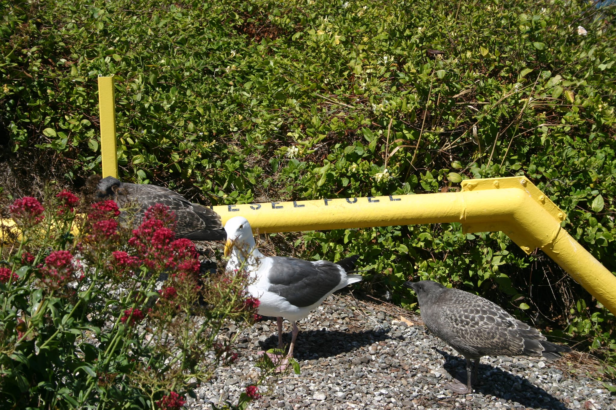 Seagull on Alcatraz Island