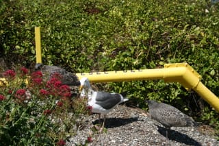 Seagull on Alcatraz Island