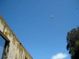 Alcatraz - Screaming Seagulls