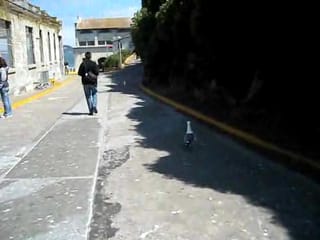 Alcatraz - Chris walking with the Gulls