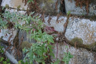 IMG_7314