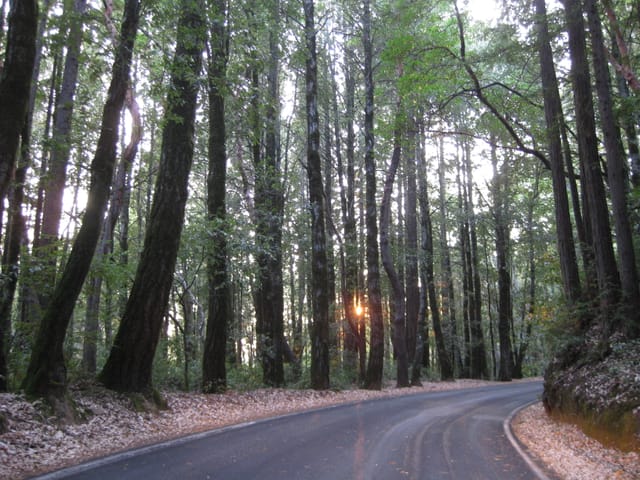 Redwood Forest