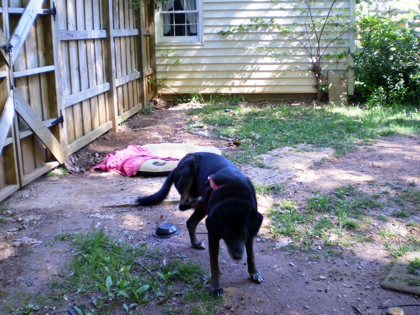Libby does the running scratch.