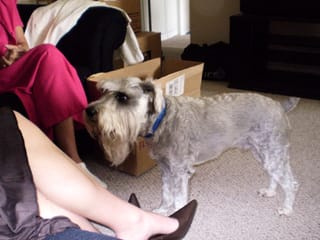 Badger!