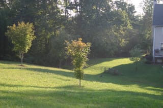 Kyla Backyard - fence