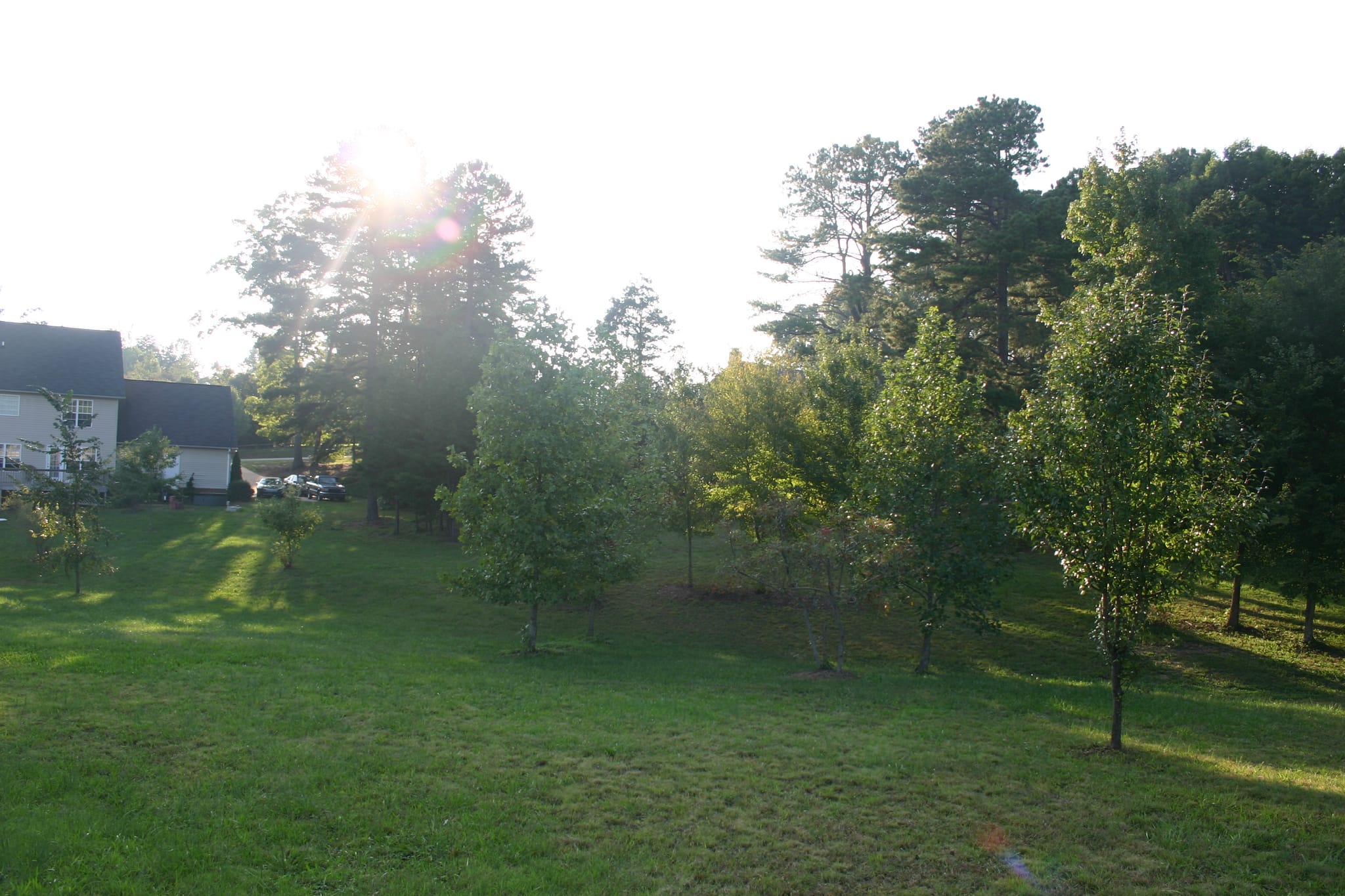 Kyla Backyard
