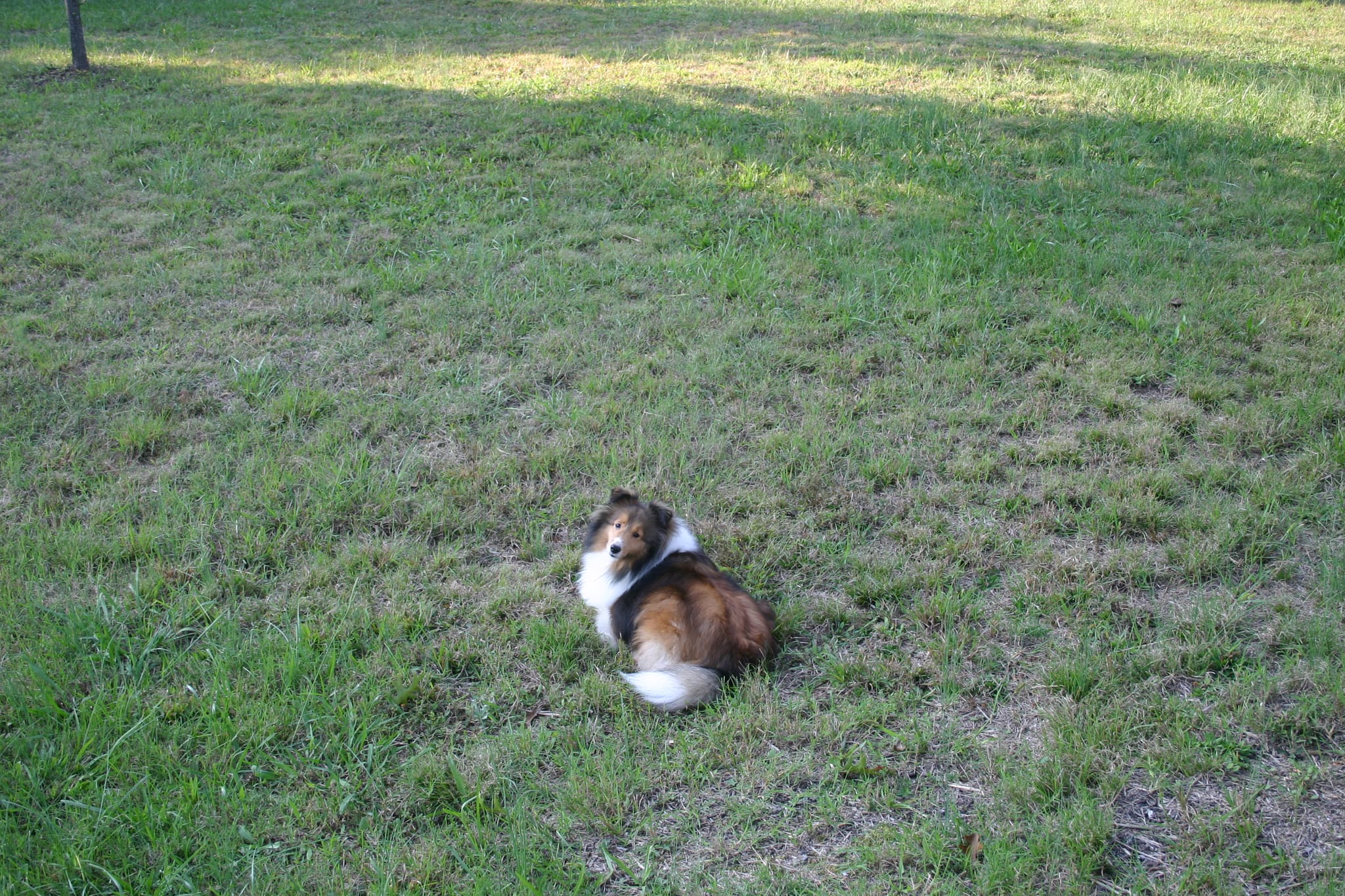 Roxy in the backyard at Kyla