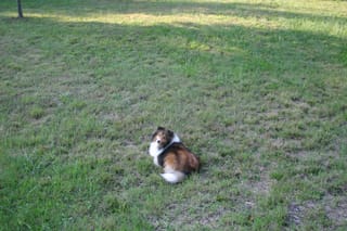 Roxy in the backyard at Kyla