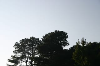 IMG_8385