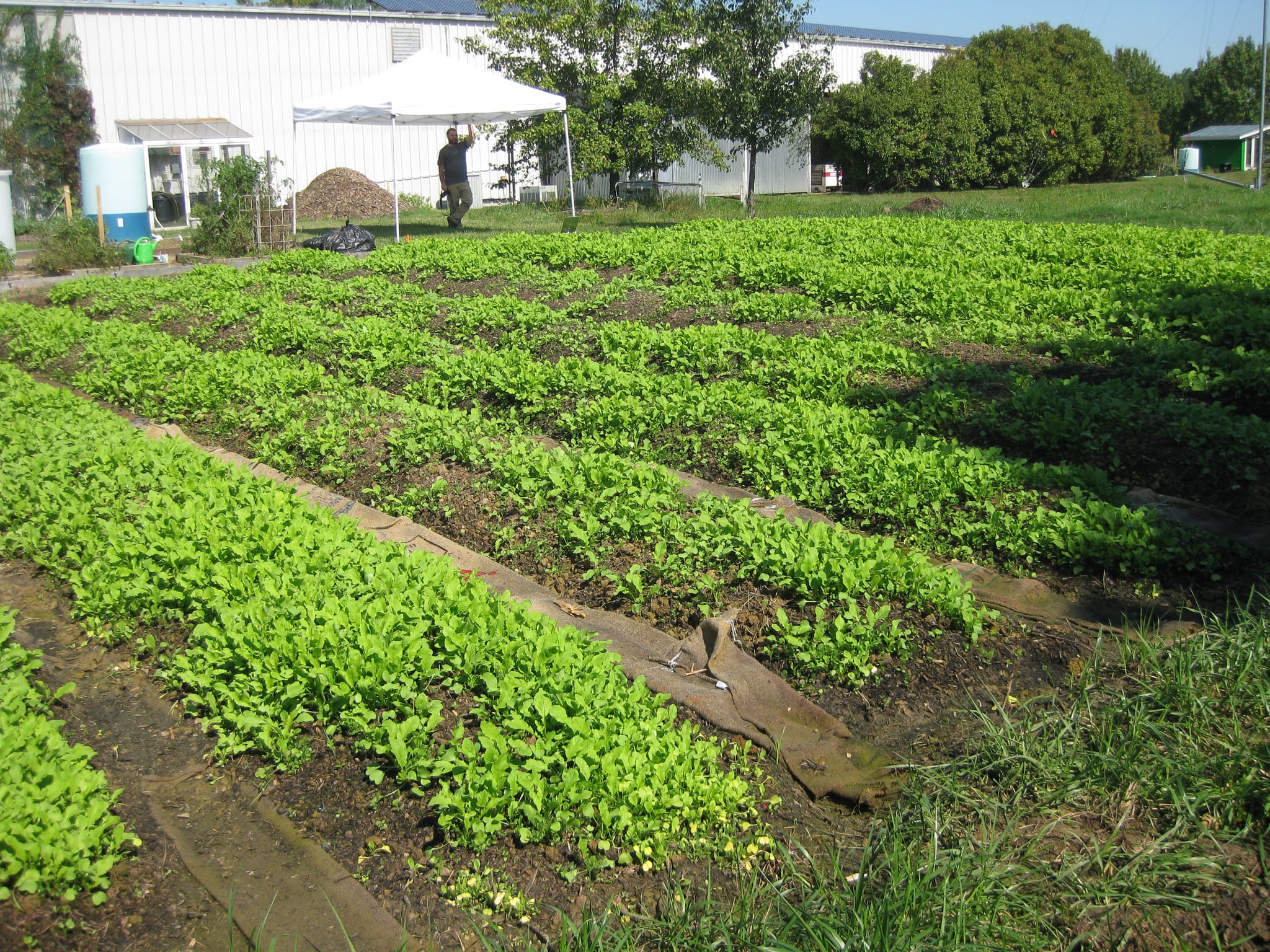 garden again
