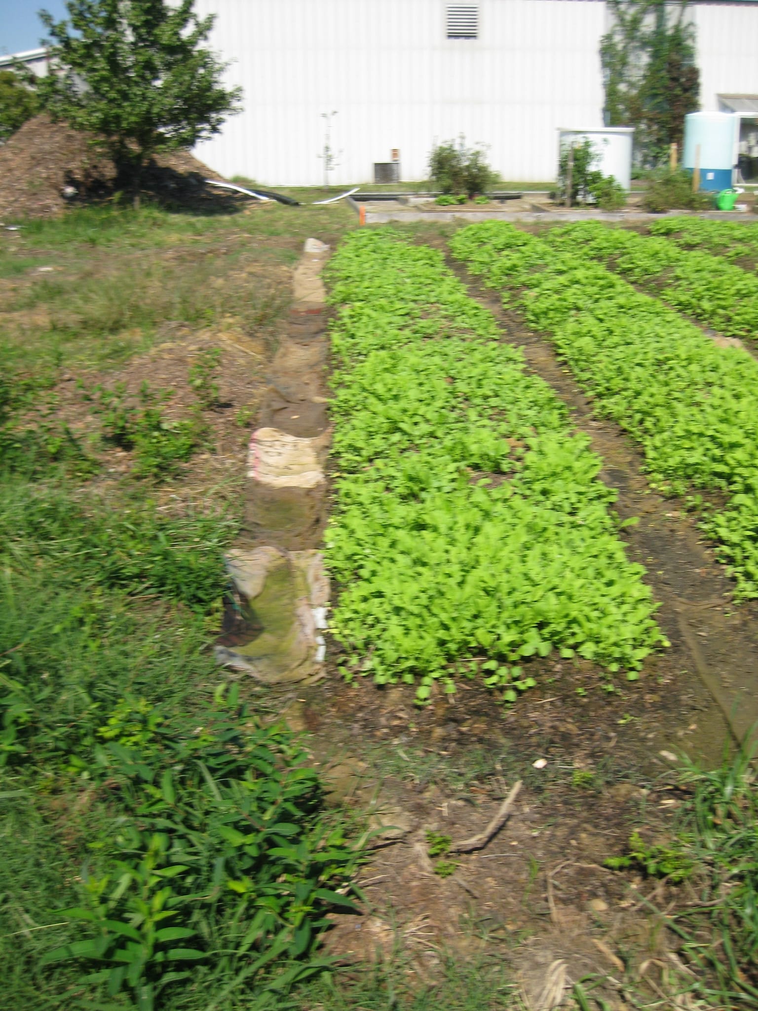 the garden