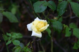IMG_7229