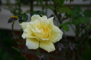 Yellow rose on the side of the house