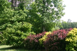 IMG_7184