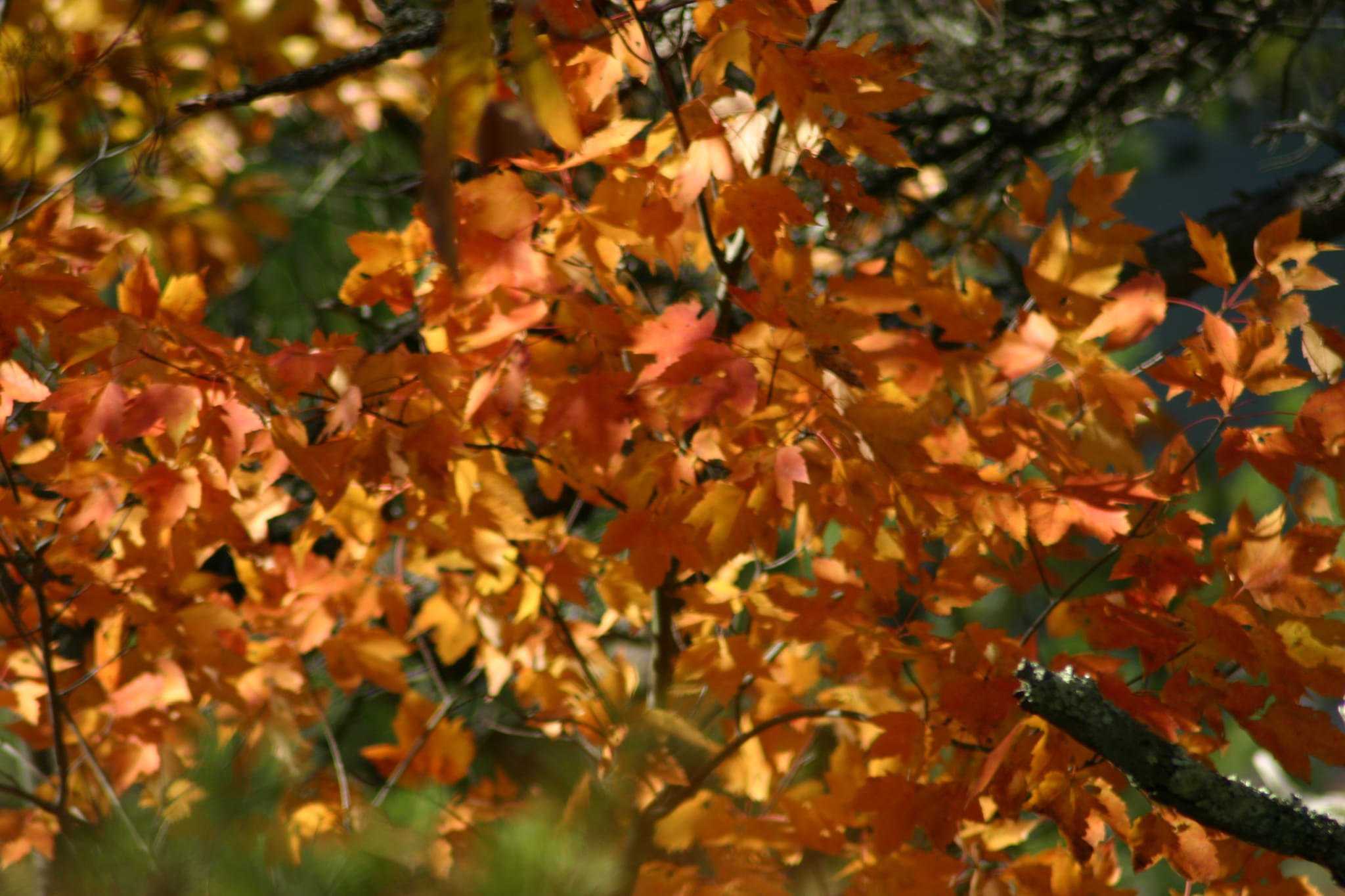Hot Srings Oct 08 127