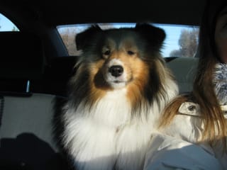 Roxy on board