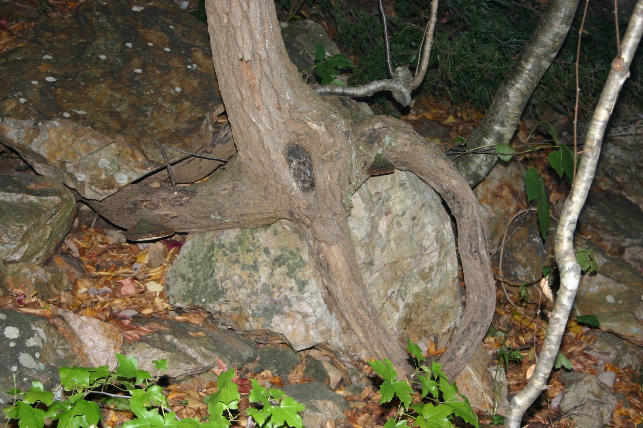 2004070 181