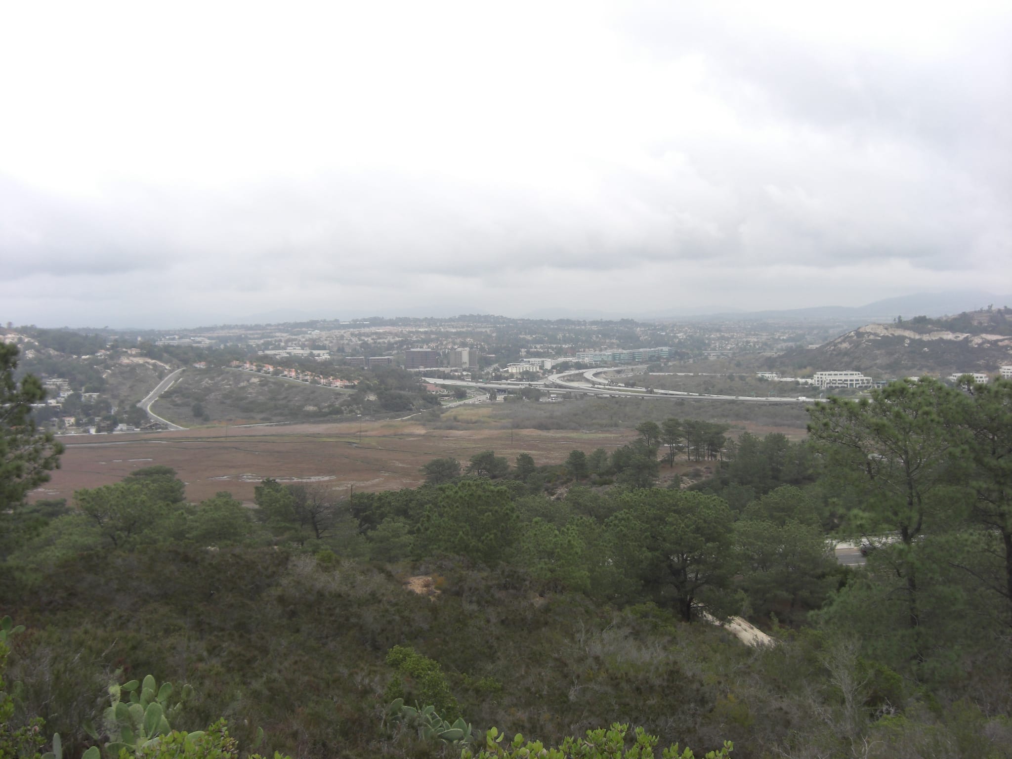Torrey Pines State Park 3