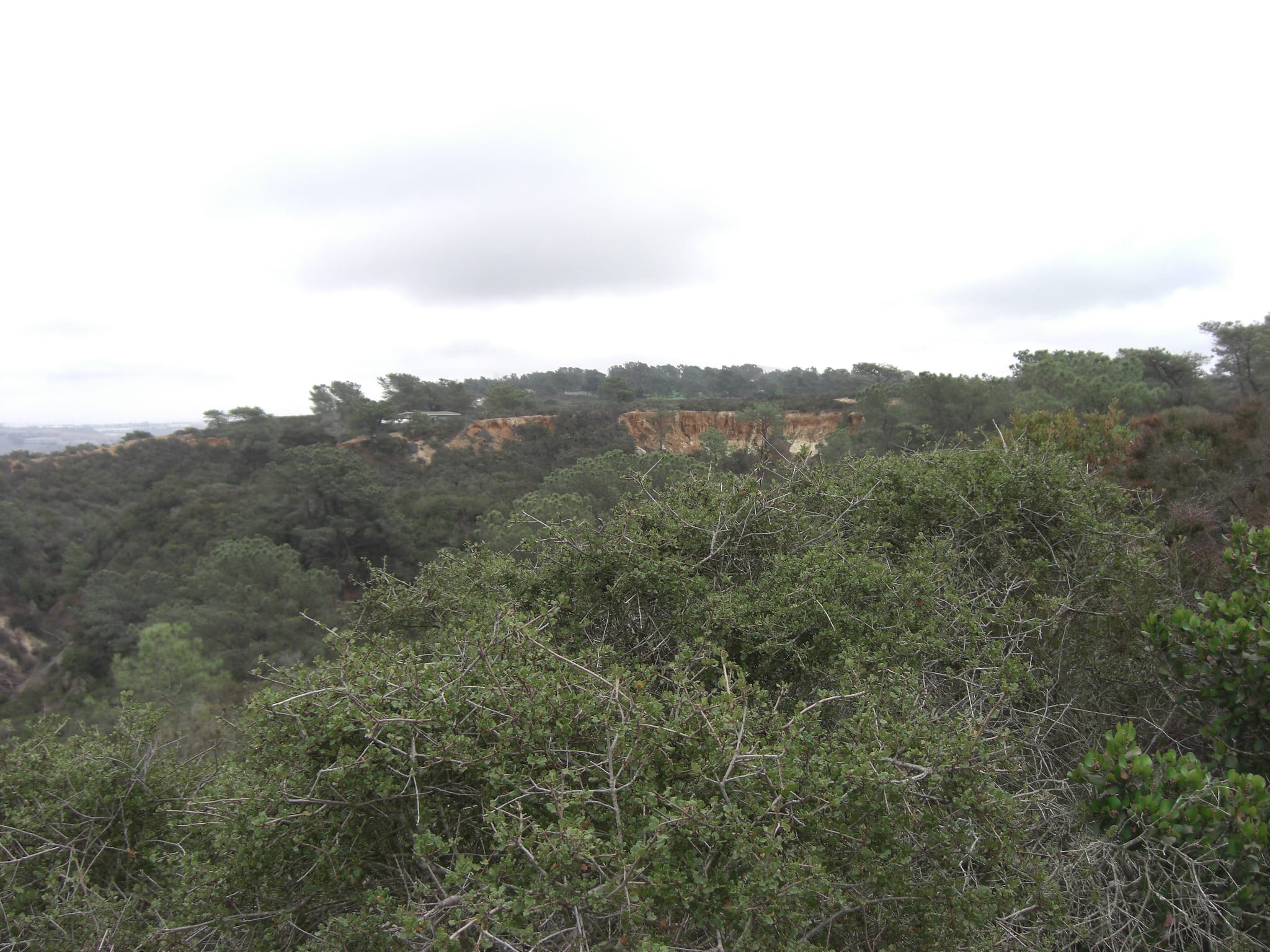 Torrey Pines State Park 7