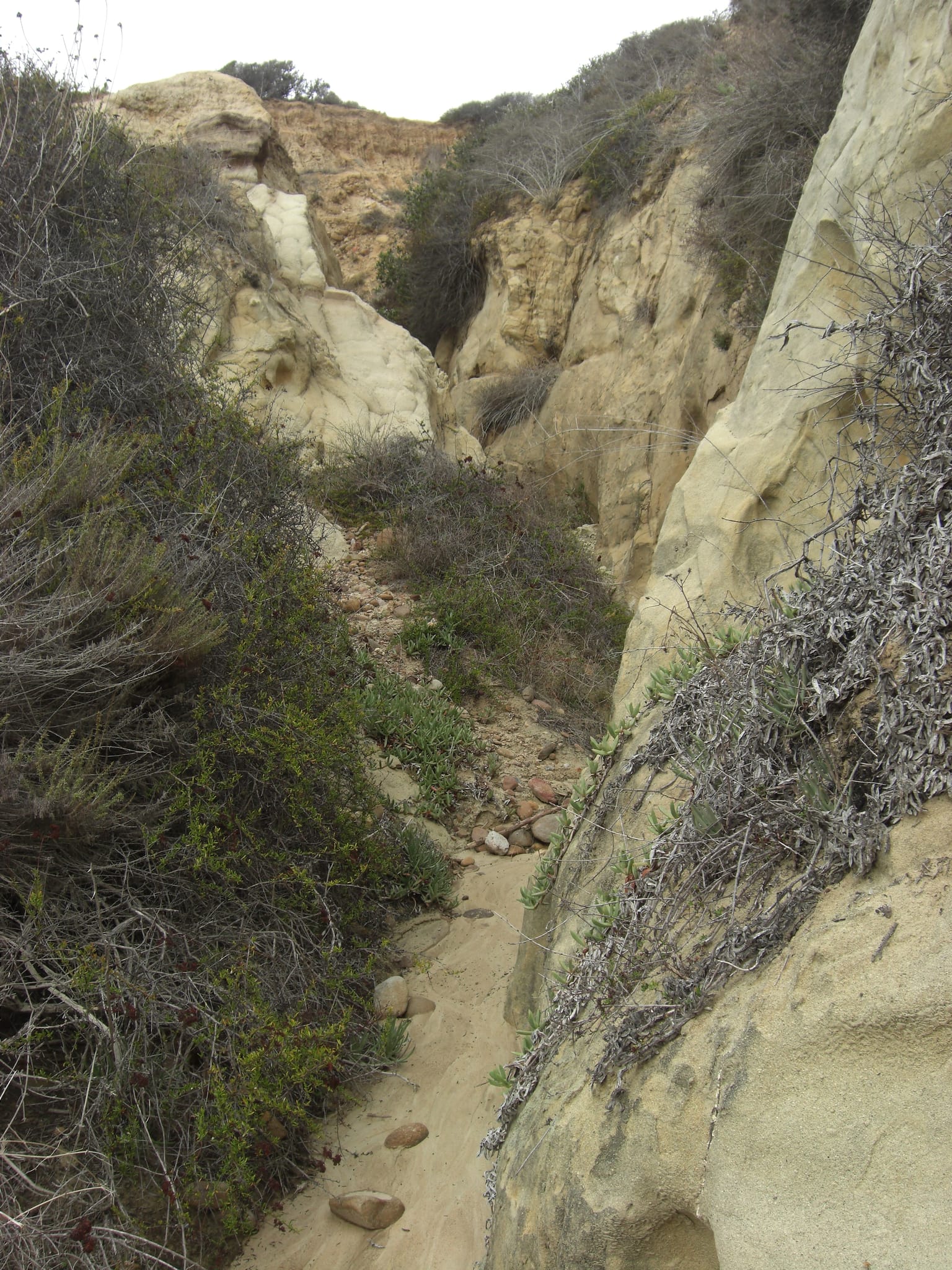 Torrey Pines State Park 14
