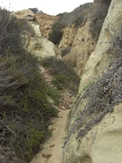 Torrey Pines State Park 14