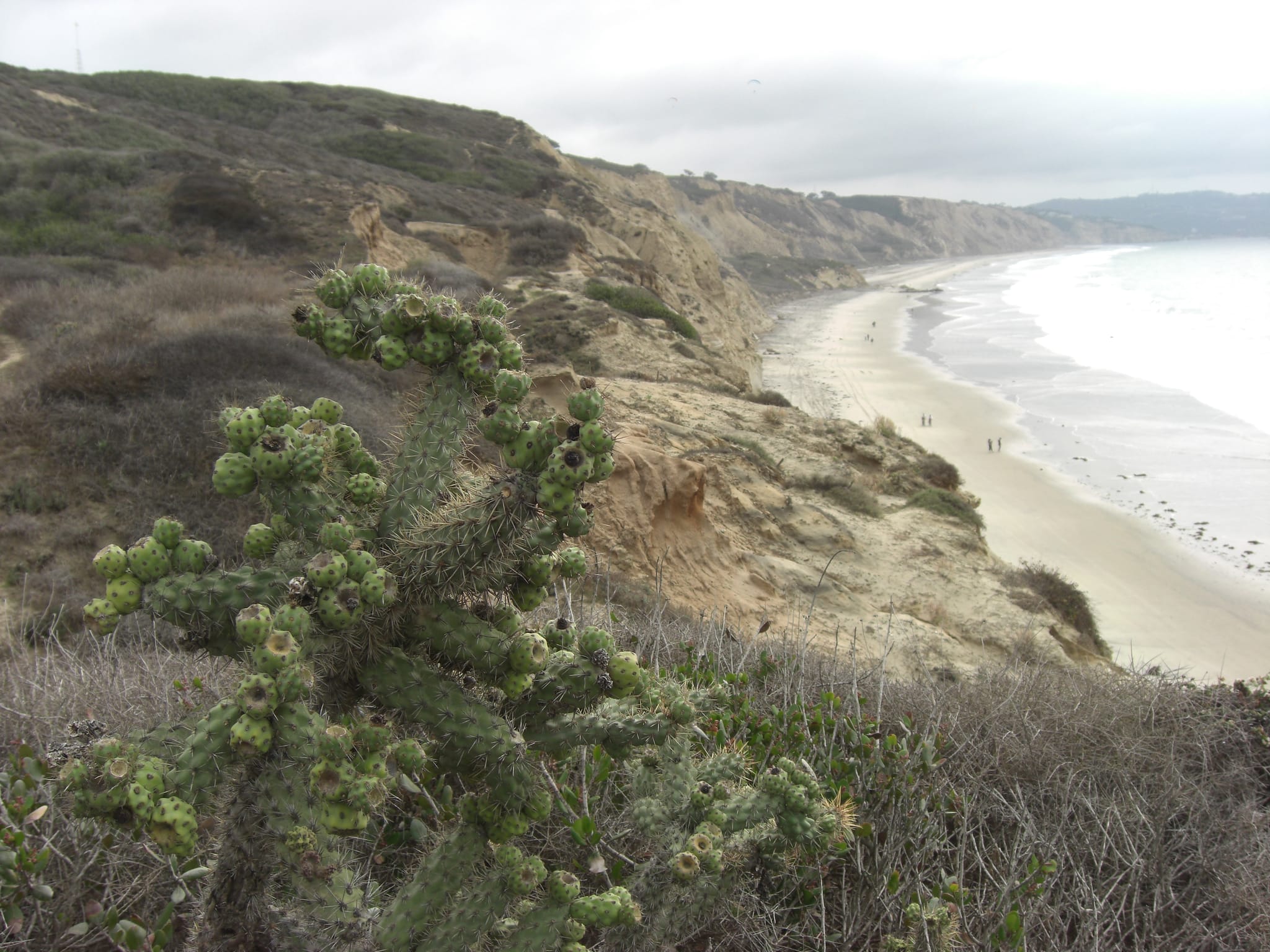 Cactus against the Pacific