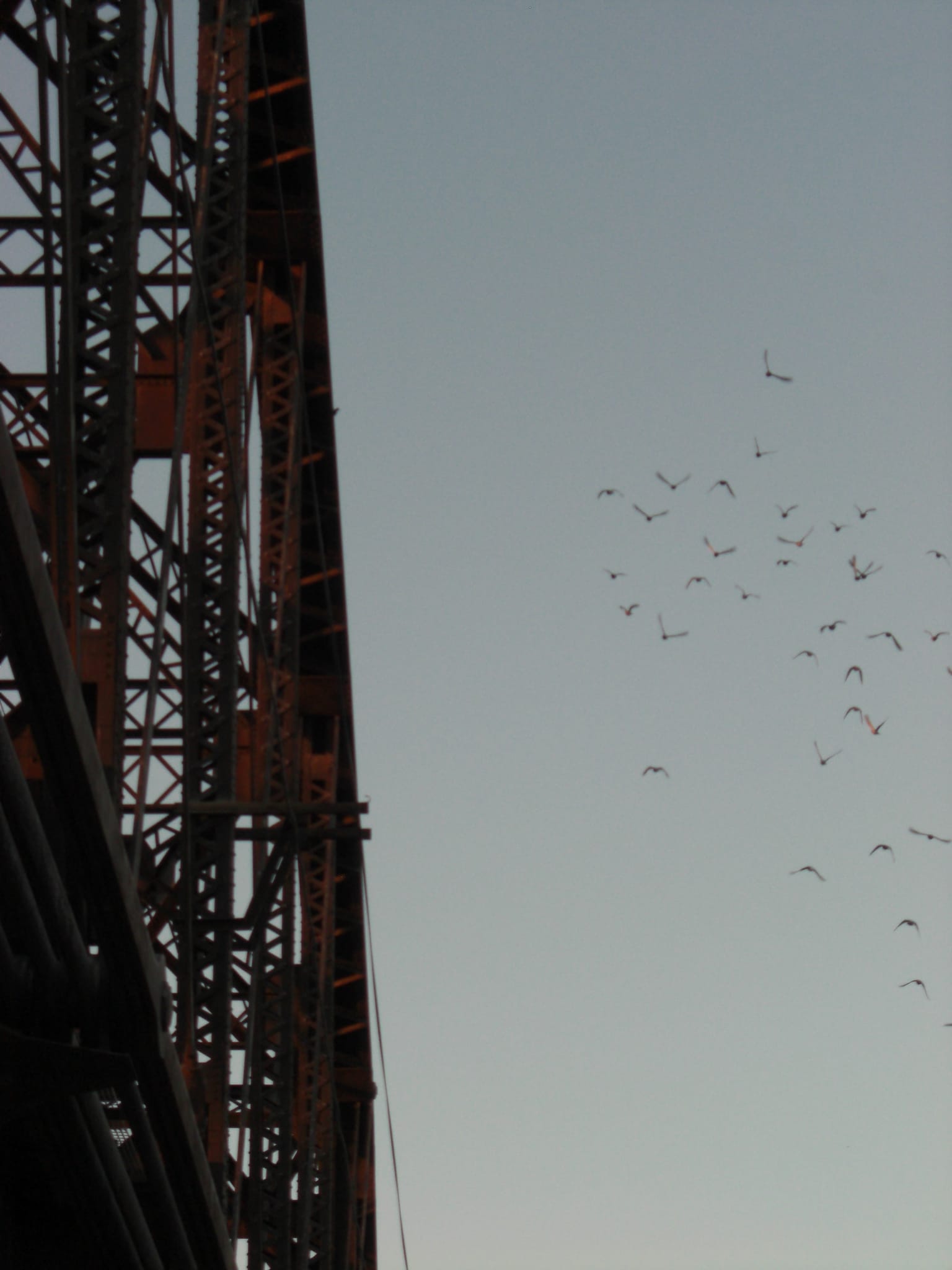 Birds at the Yuma Bridge