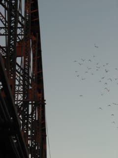Birds at the Yuma Bridge